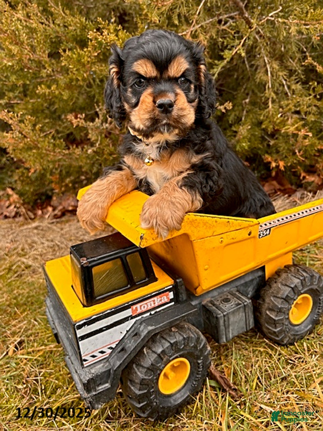 Cocker Spaniel dogs for sale: Zeke - Ad 2