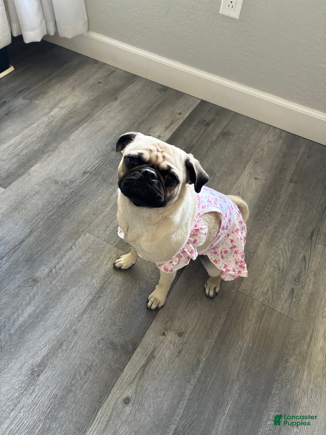 Mixed Breed dogs for sale: Butters - Ad 2