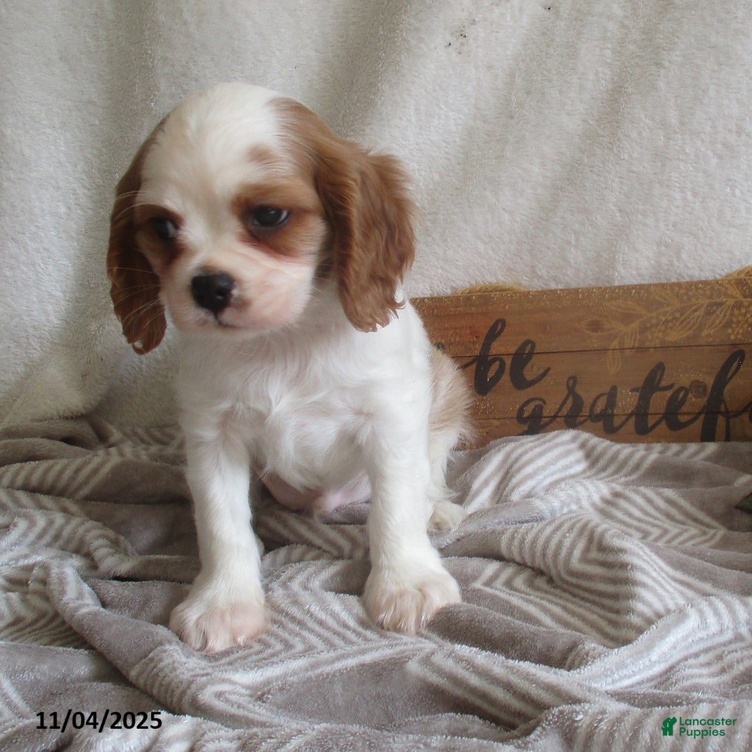 Cavalier King Charles Spaniel dogs for sale: Hayes - Ad 8
