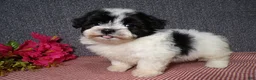 Havanese dogs for sale: Kenzie - Ad 2
