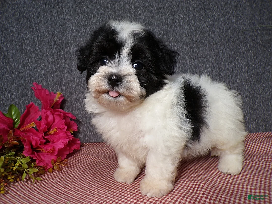 Havanese dogs for sale: Kenzie - Ad 2