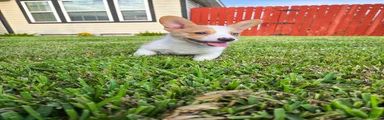 Mixed Breed 3