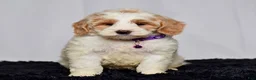 Mini Goldendoodle dogs for sale: Ms. Maddie - Ad 3
