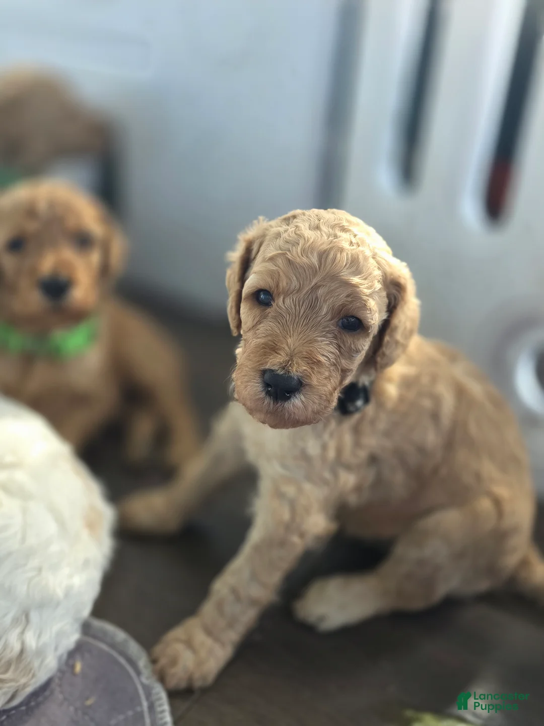 Goldendoodle dogs for sale: Charlie - Ad 2
