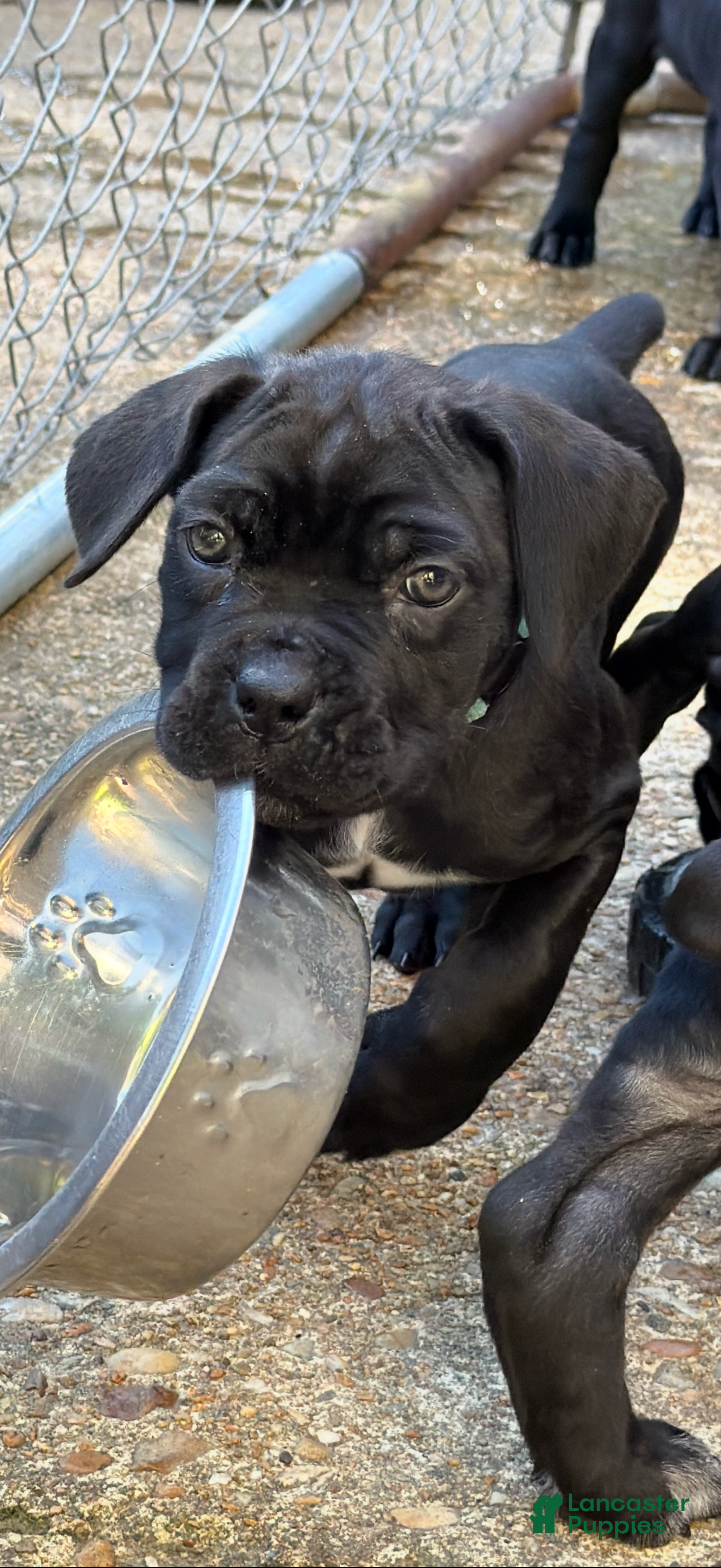 Cane Corso dogs for sale: Cane Corso (Sky) - Ad 1