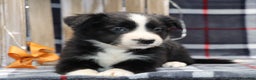 Border Collie dogs for sale:  charlie - Ad 2