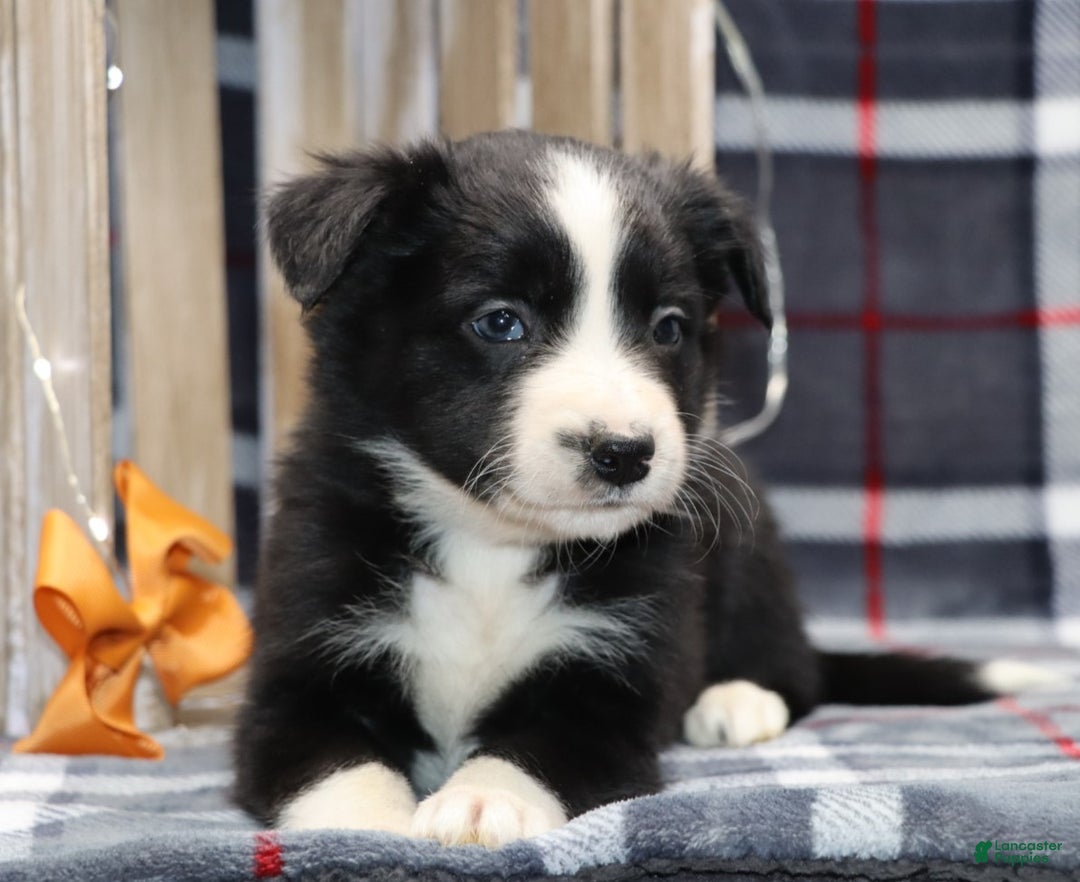 Border Collie dogs for sale:  charlie - Ad 2