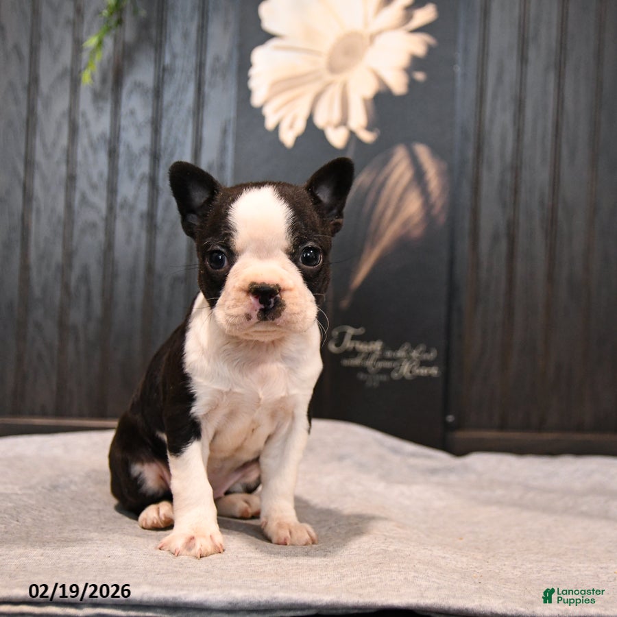 Boston Terrier dogs Petunia - Ad 1