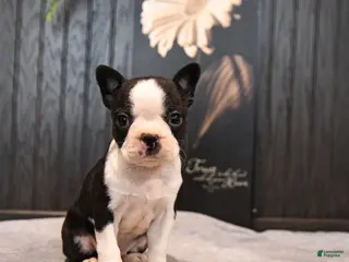 Boston Terrier dogs for sale: Petunia - Ad 1