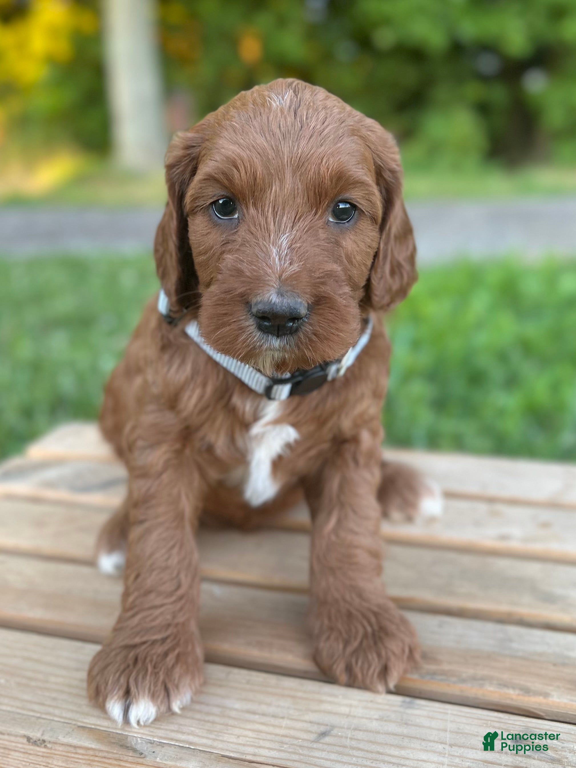 Irish Doodle dogs Willow - Ad 2