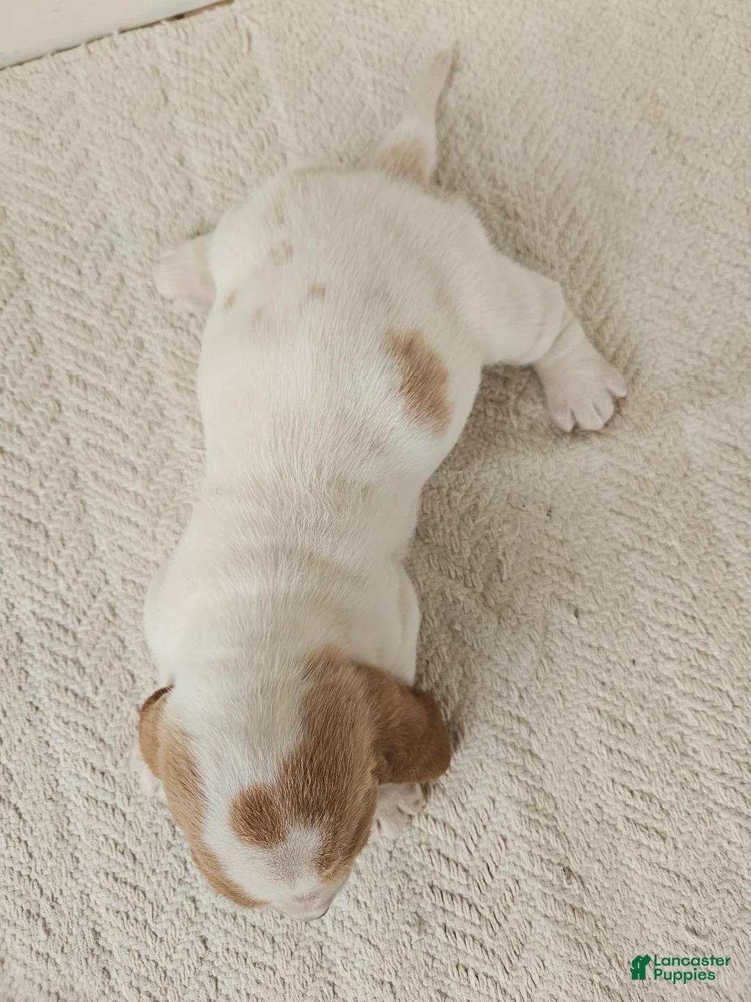 Basset Hound dogs for sale: Peaches - Ad 3