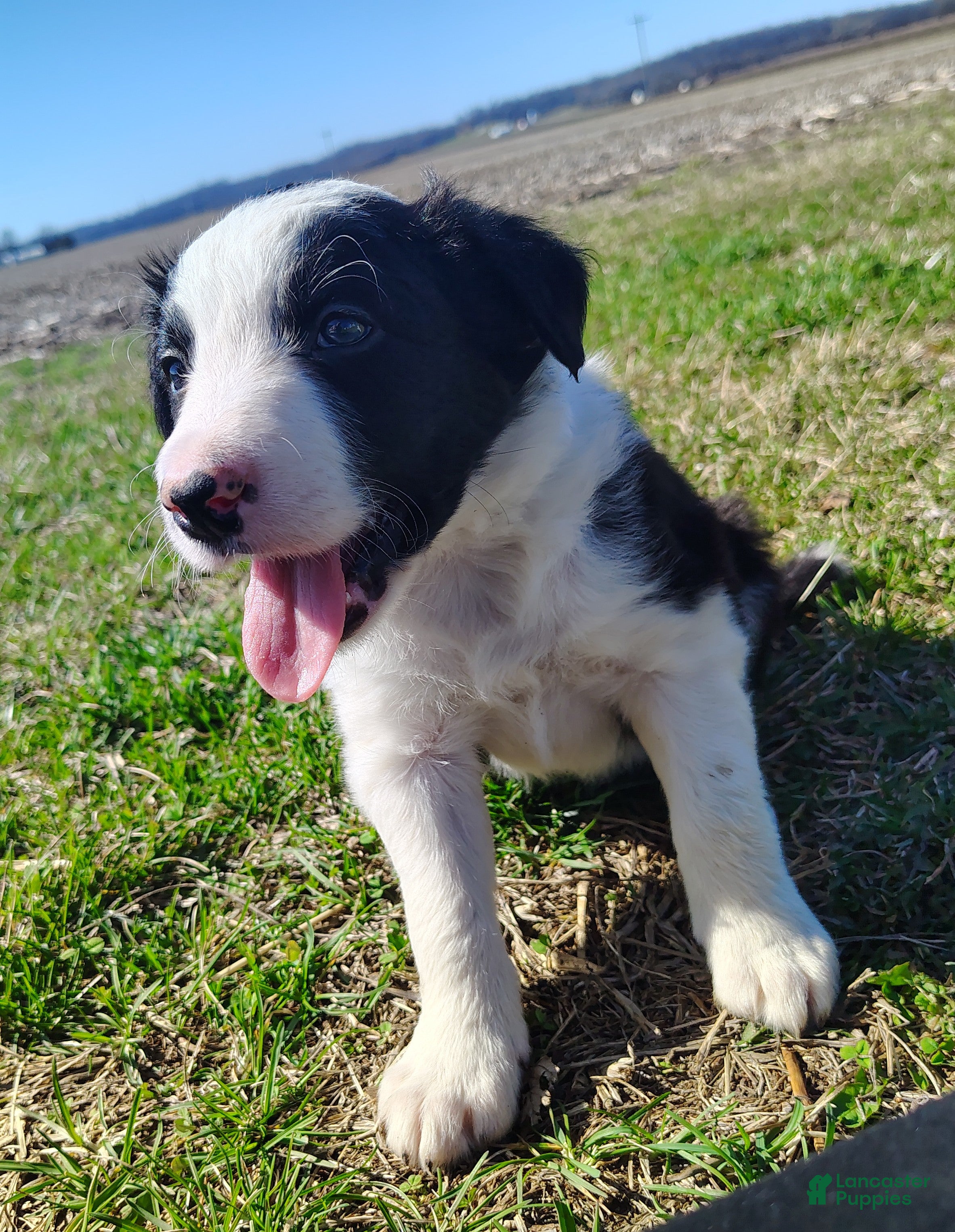 Border Collie dogs Chex - Ad 1