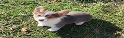Welsh Corgi Pembroke dogs for sale: Annie Bluie  - Ad 23