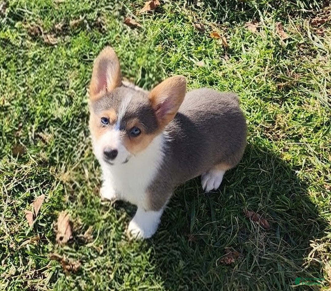 Welsh Corgi Pembroke dogs for sale: Annie Bluie  - Ad 23