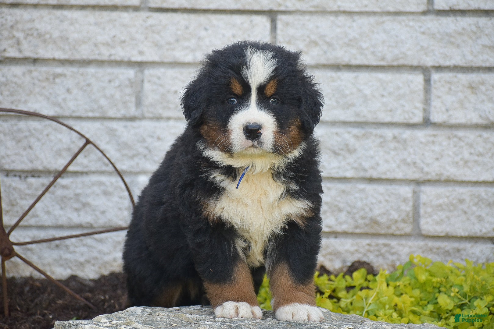 Bernese Mountain Dog dogs for sale: Syrus - Ad 2