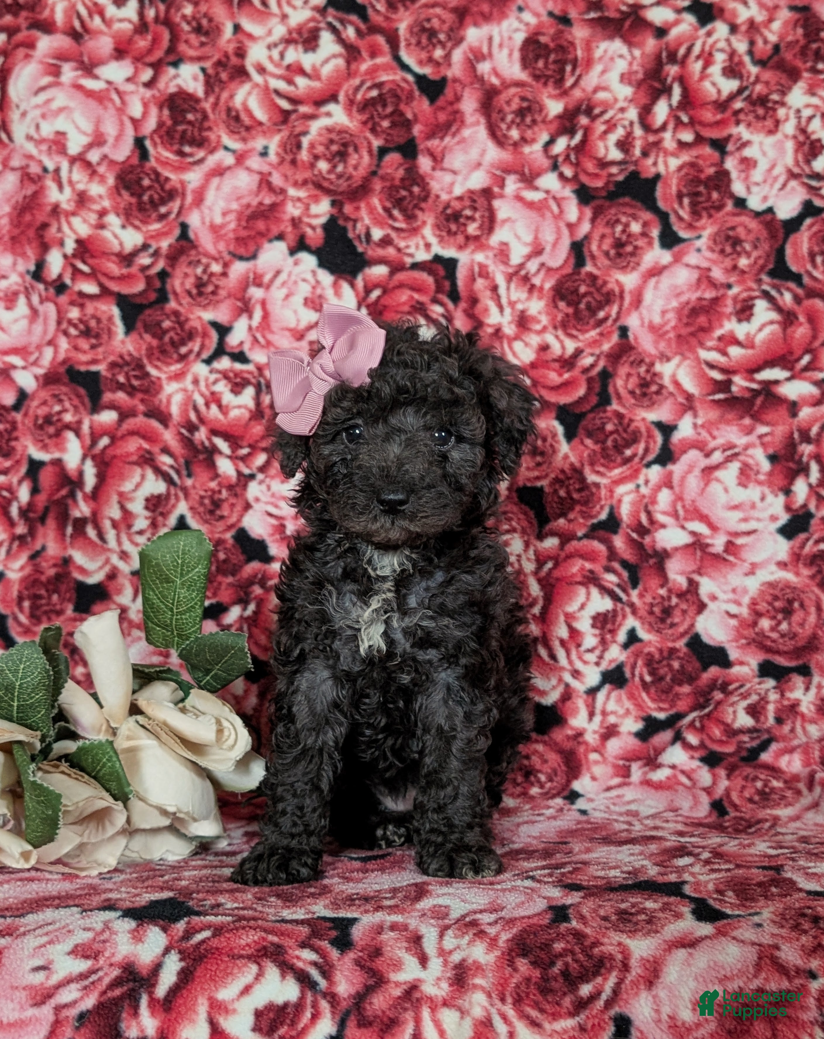 Miniature Poodle dogs Paloma - Ad 2