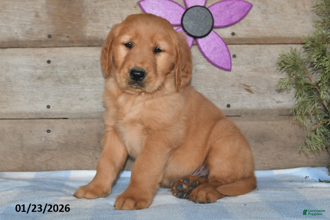 Golden Retriever dogs for sale: Bobby - Ad 4