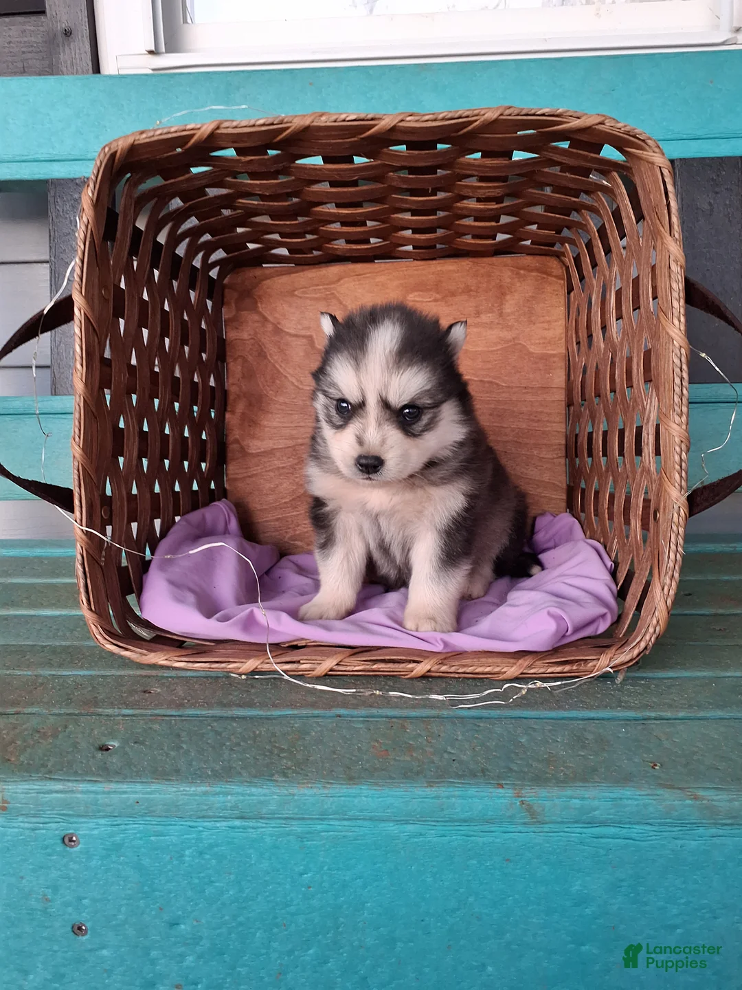 Pomsky dogs for sale: Daisy  - Ad 1