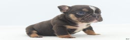 Mixed Breed dogs for sale: Kong micro bully hybrid  - Ad 31