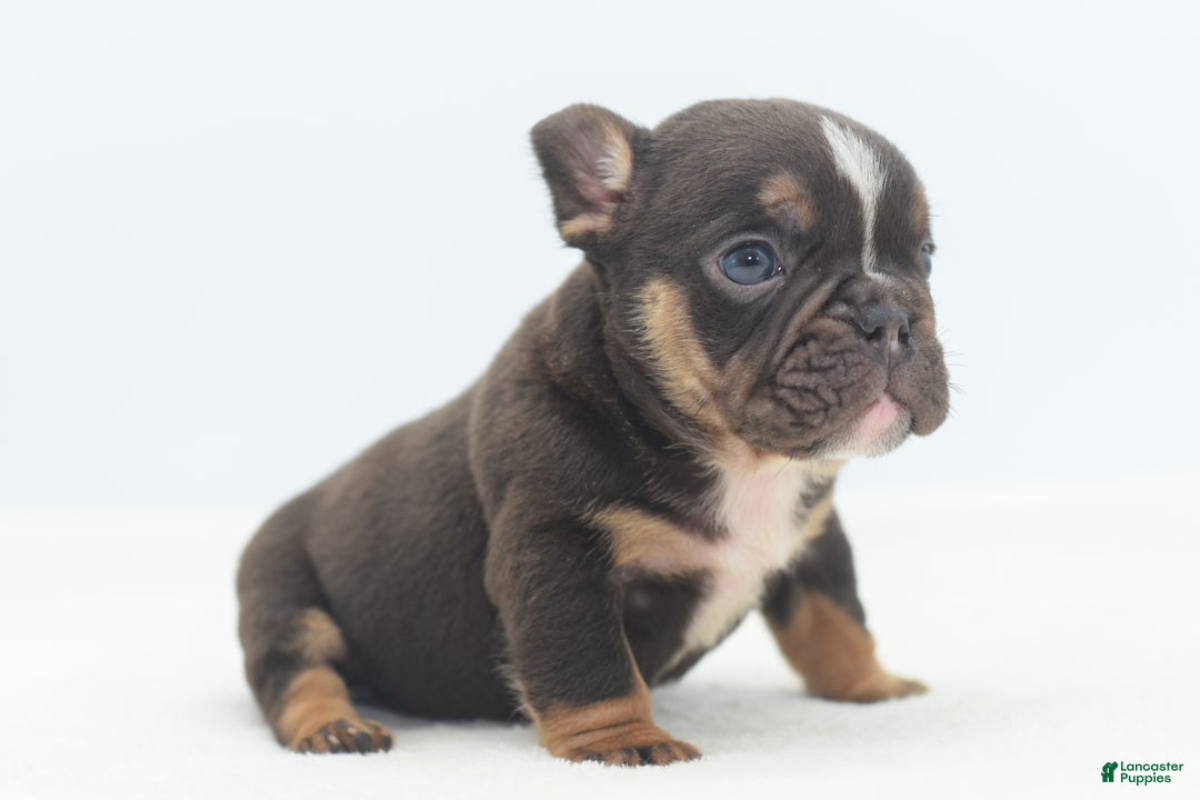 Mixed Breed dogs for sale: Kong micro bully hybrid  - Ad 31