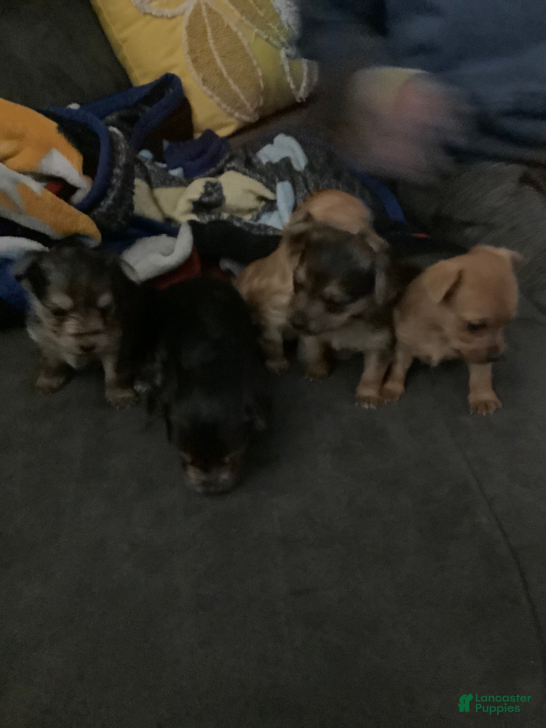 Mixed Breed dogs for sale: Liz - Ad 3