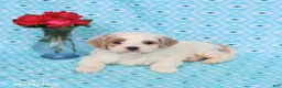 Cockapoo dogs for sale: Diamond - Ad 4