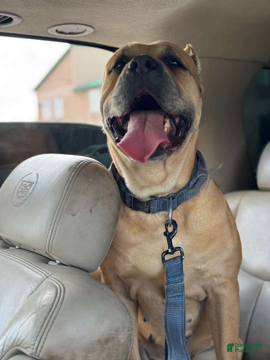 Cane Corso dogs for sale: Cane Corso Puppy 1 - Ad 3