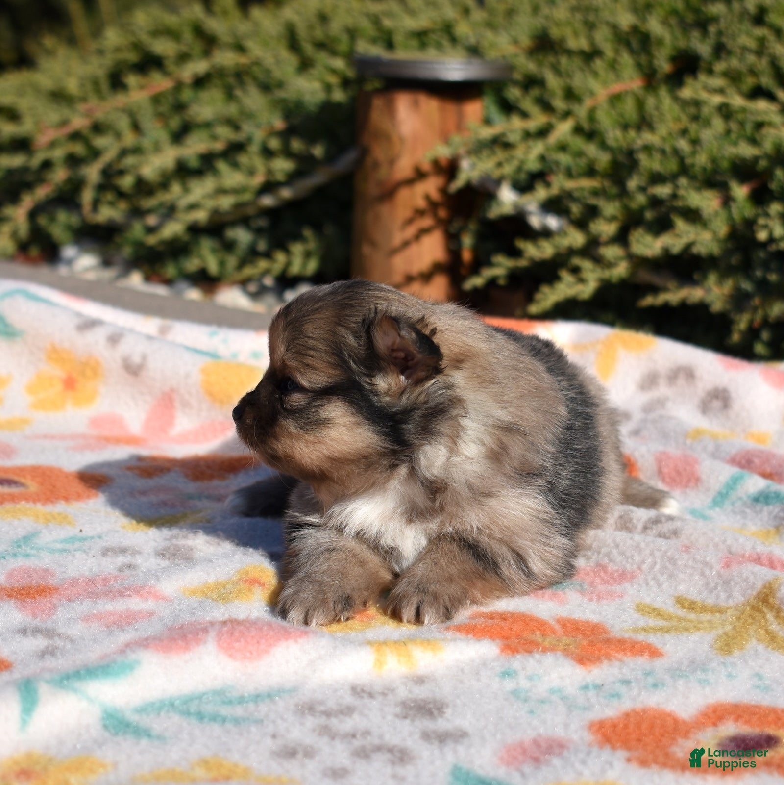 Pomeranian dogs Violet  - Ad 1