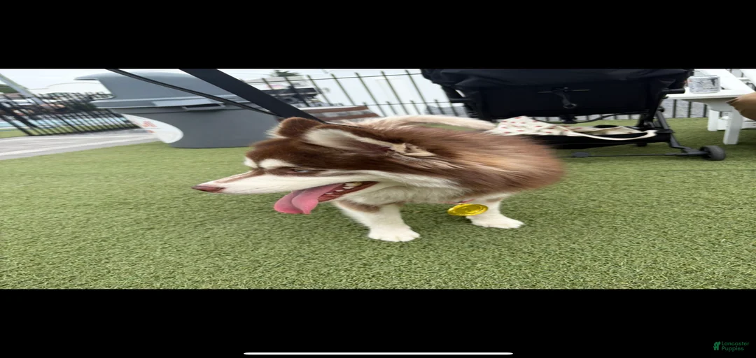 Gallery Image {{count}}