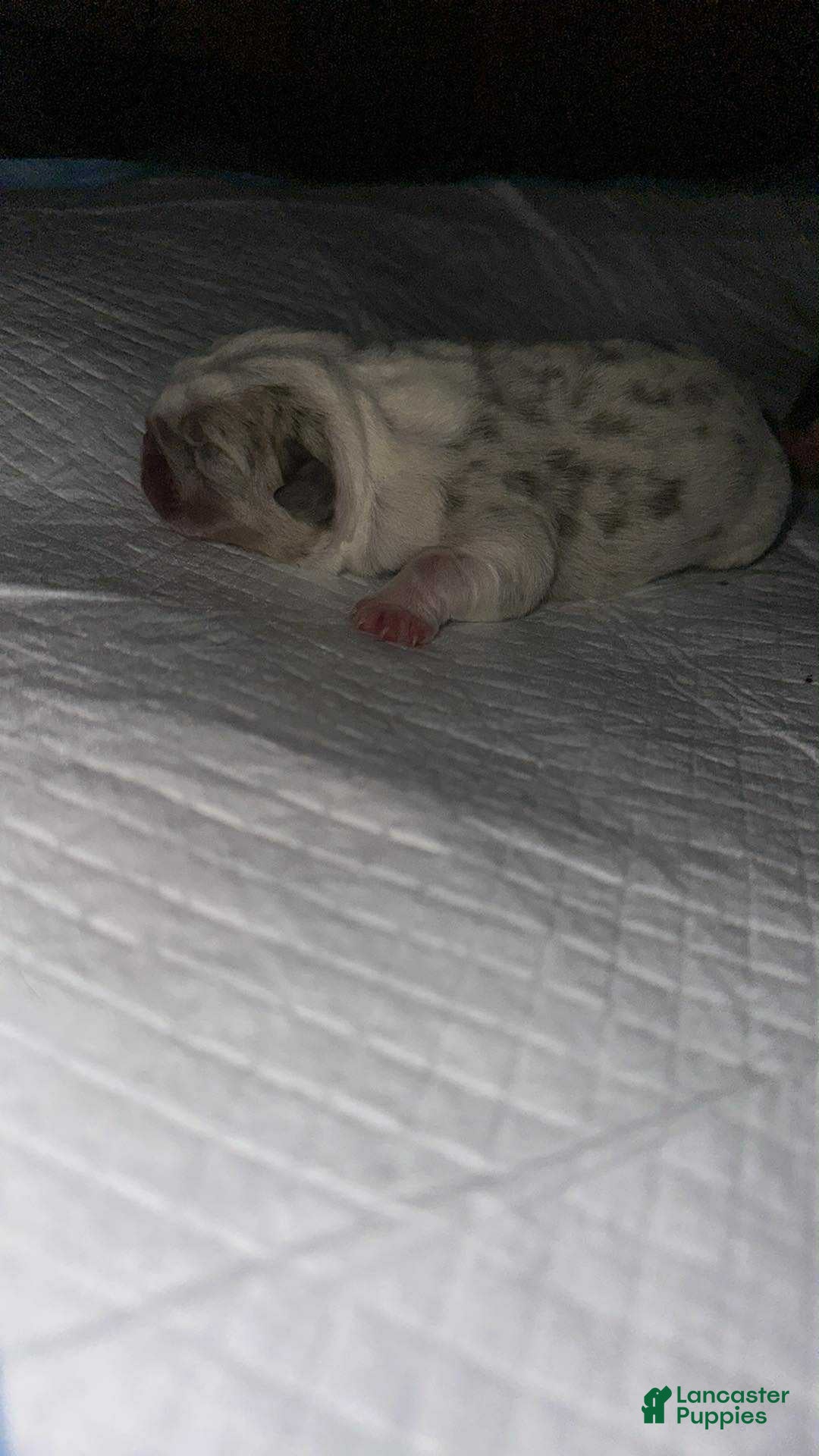 English Bulldog dogs for sale: Lilac and White Male - Ad 8