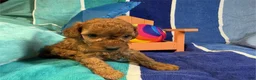Toy Poodle dogs for sale: Milo - Ad 2