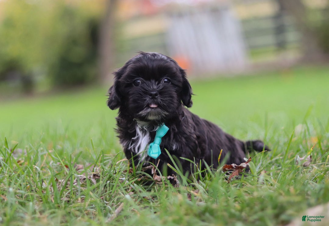 Shih Tzu dogs for sale: Charlie - Ad 3