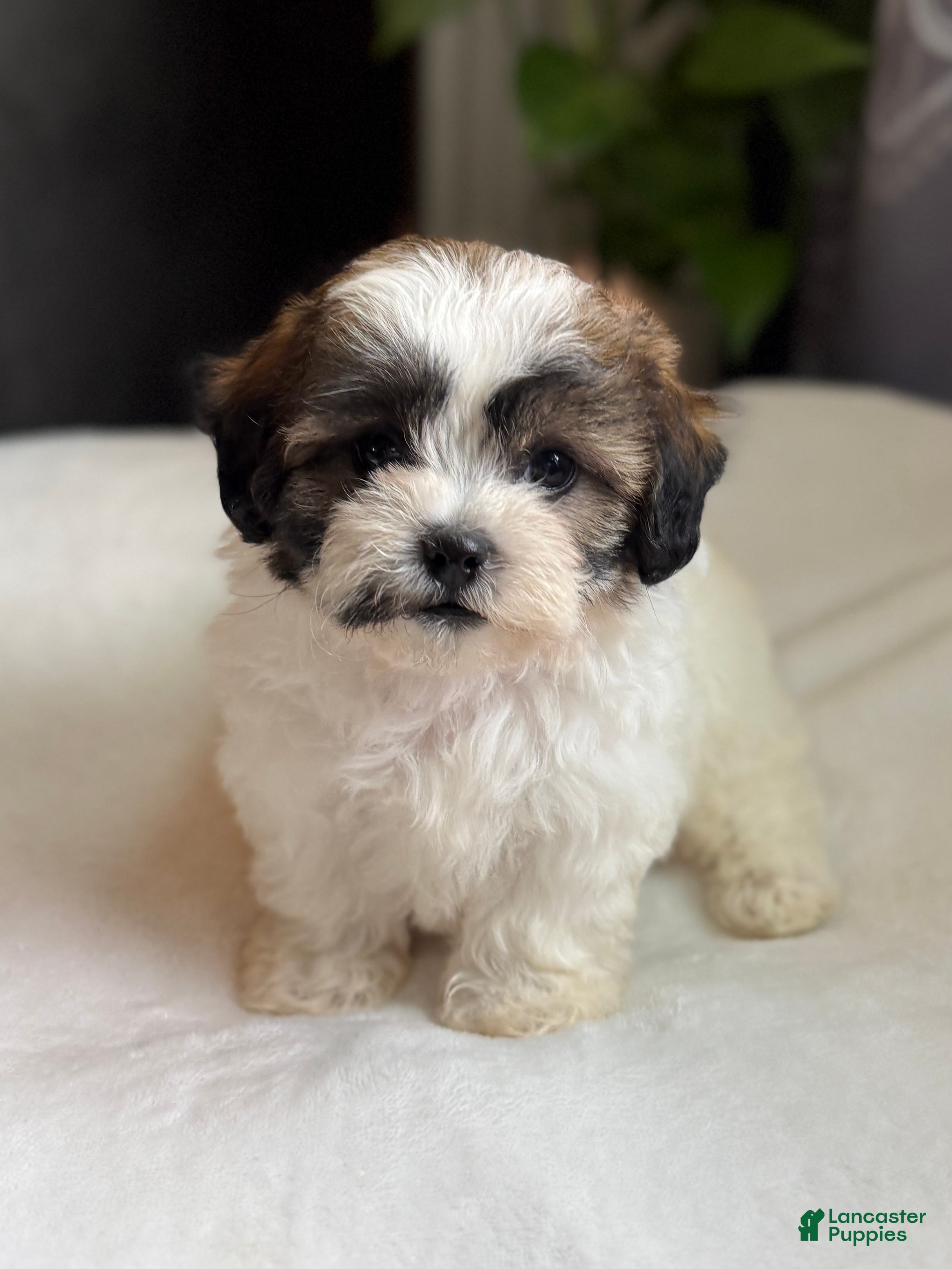 Shihpoo dogs Mico - Ad 29