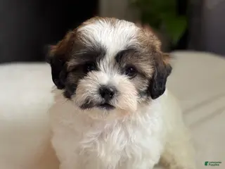 Shihpoo dogs Mico - Ad 29