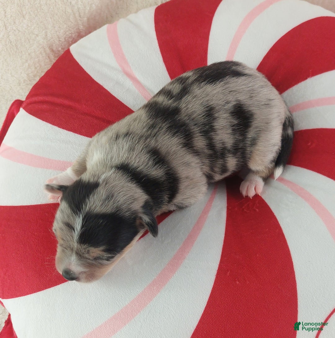 Chihuahua dogs for sale: Micah - Ad 4