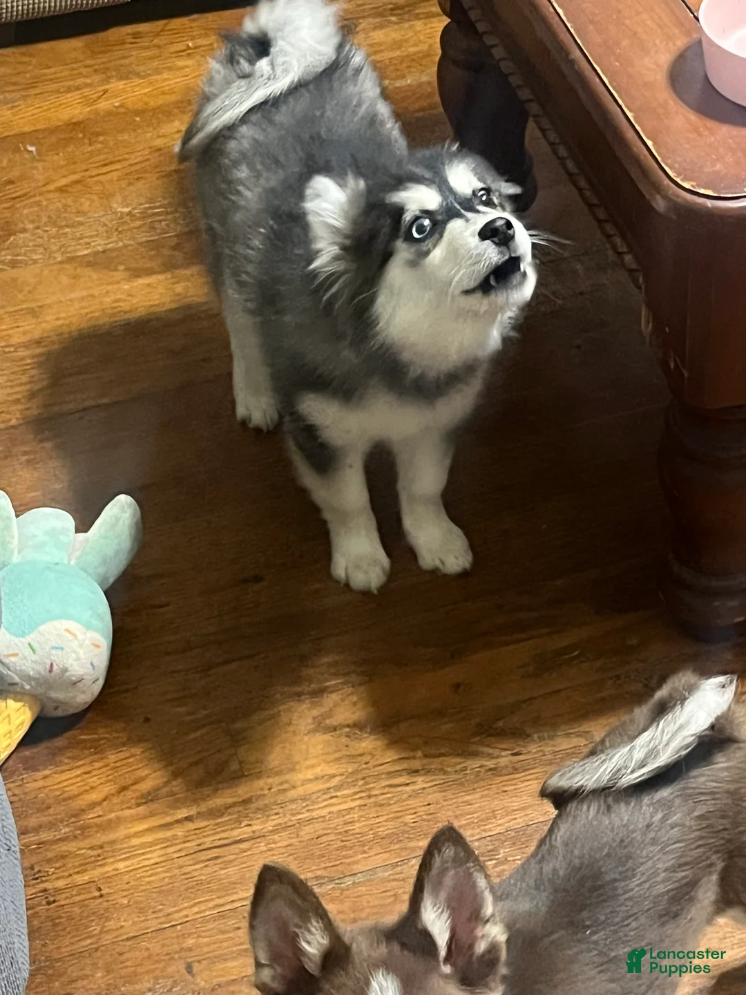 Pomsky dogs for sale: Black  - Ad 2