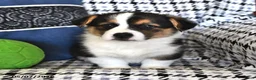 Welsh Corgi Pembroke dogs for sale: Rosie - Ad 4
