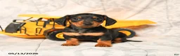 Miniature Dachshund dogs for sale: Leslie - Ad 2