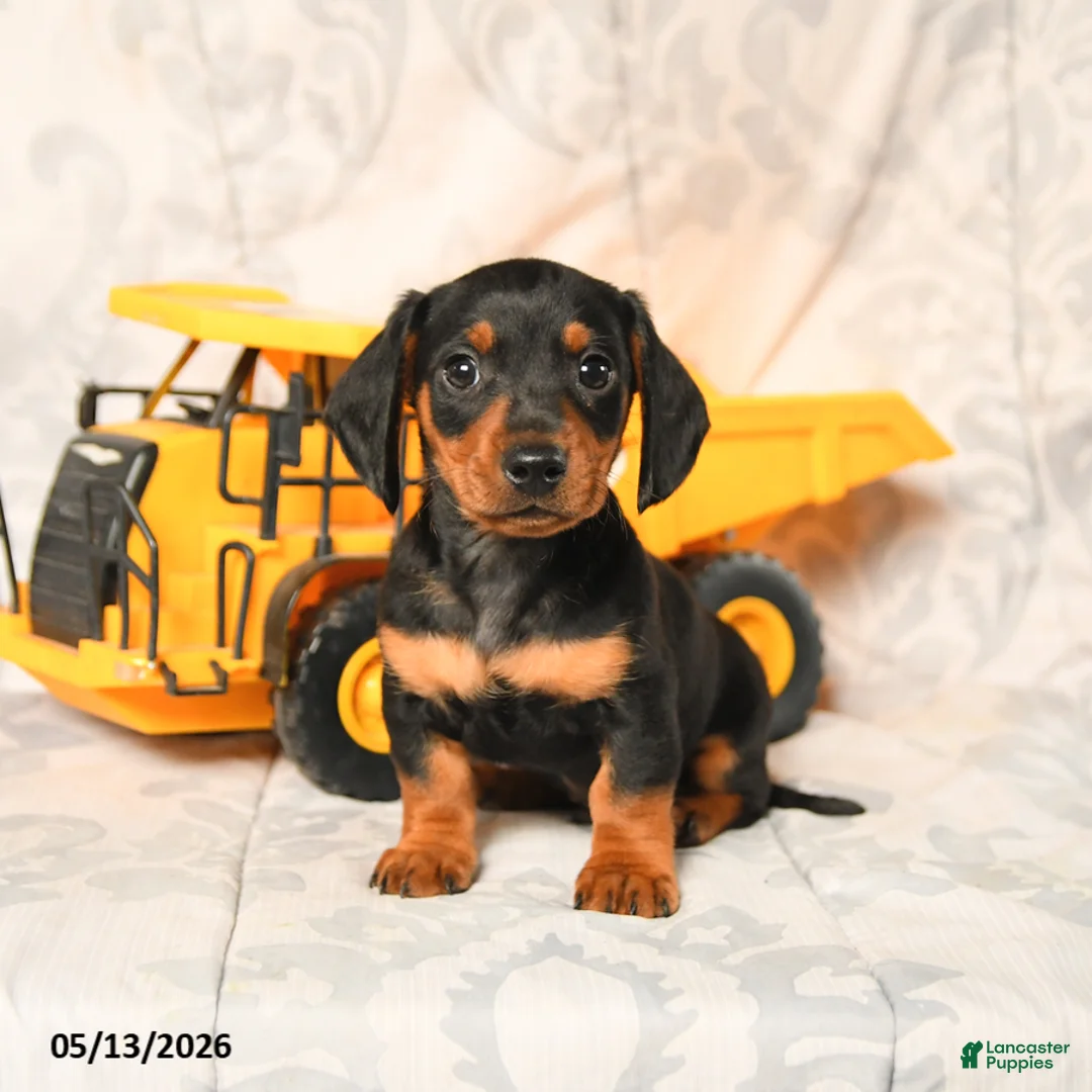 Miniature Dachshund dogs for sale: Leslie - Ad 2
