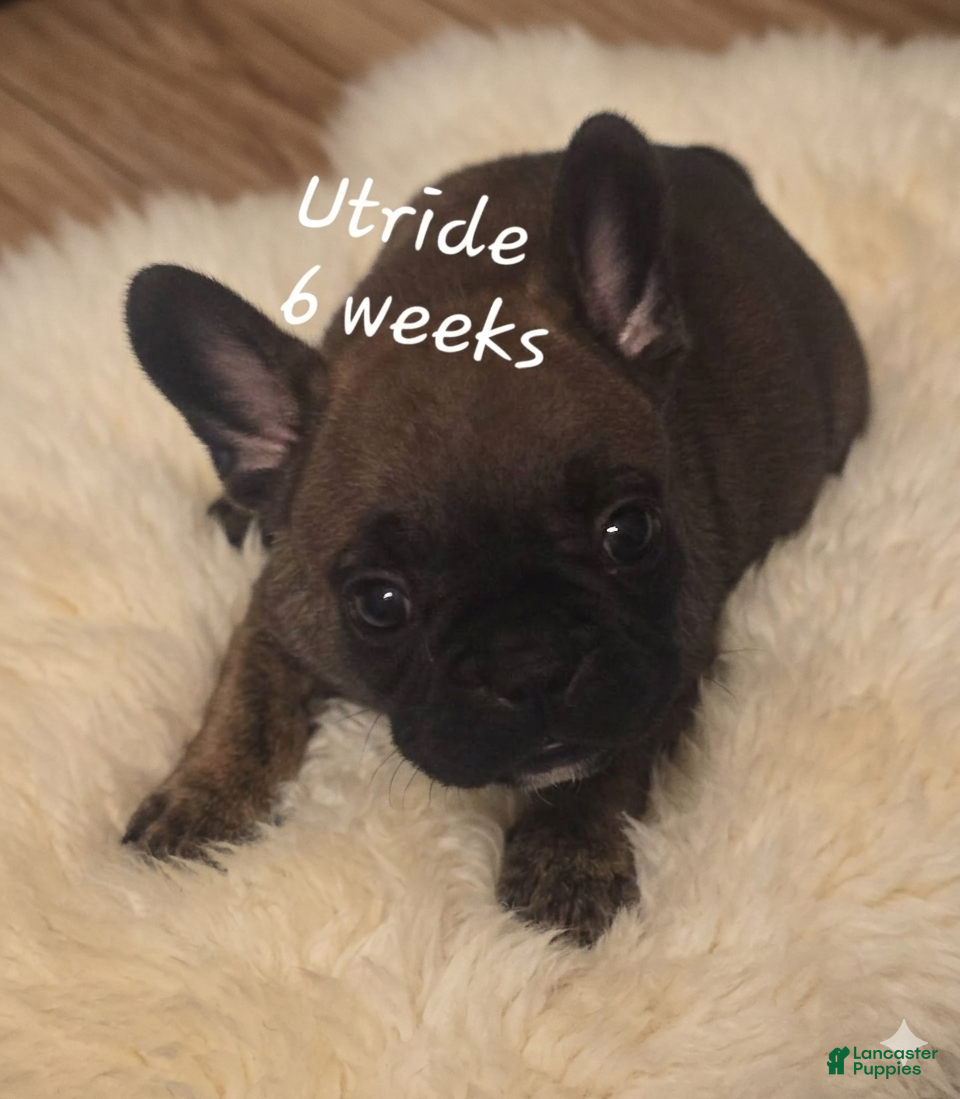 French Bulldog dogs Utride - Ad 1