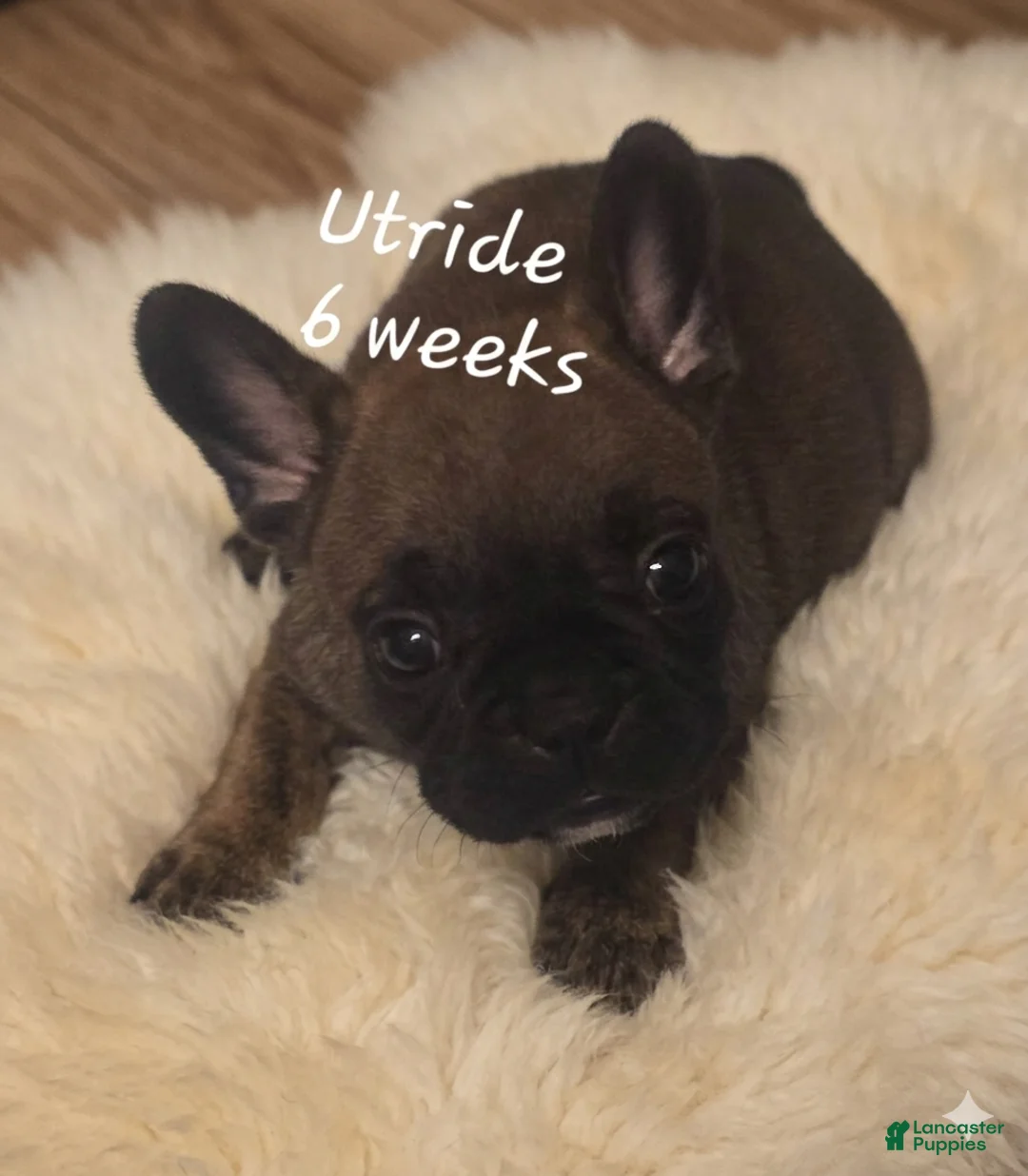 French Bulldog dogs for sale: Utride - Ad 1