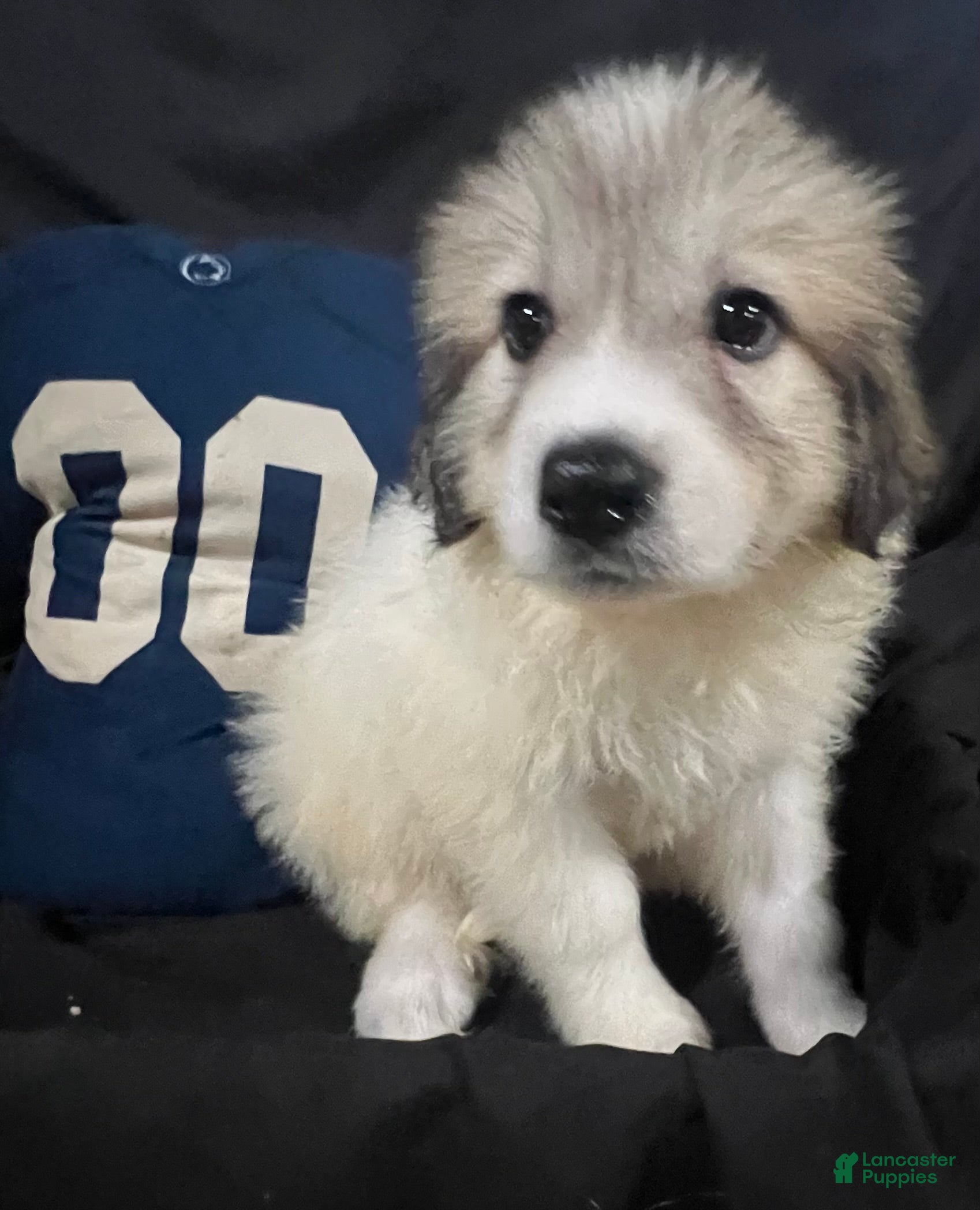 Great Pyrenees dogs Daisy - Ad 1