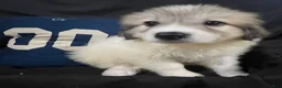 Great Pyrenees dogs for sale: Daisy - Ad 4