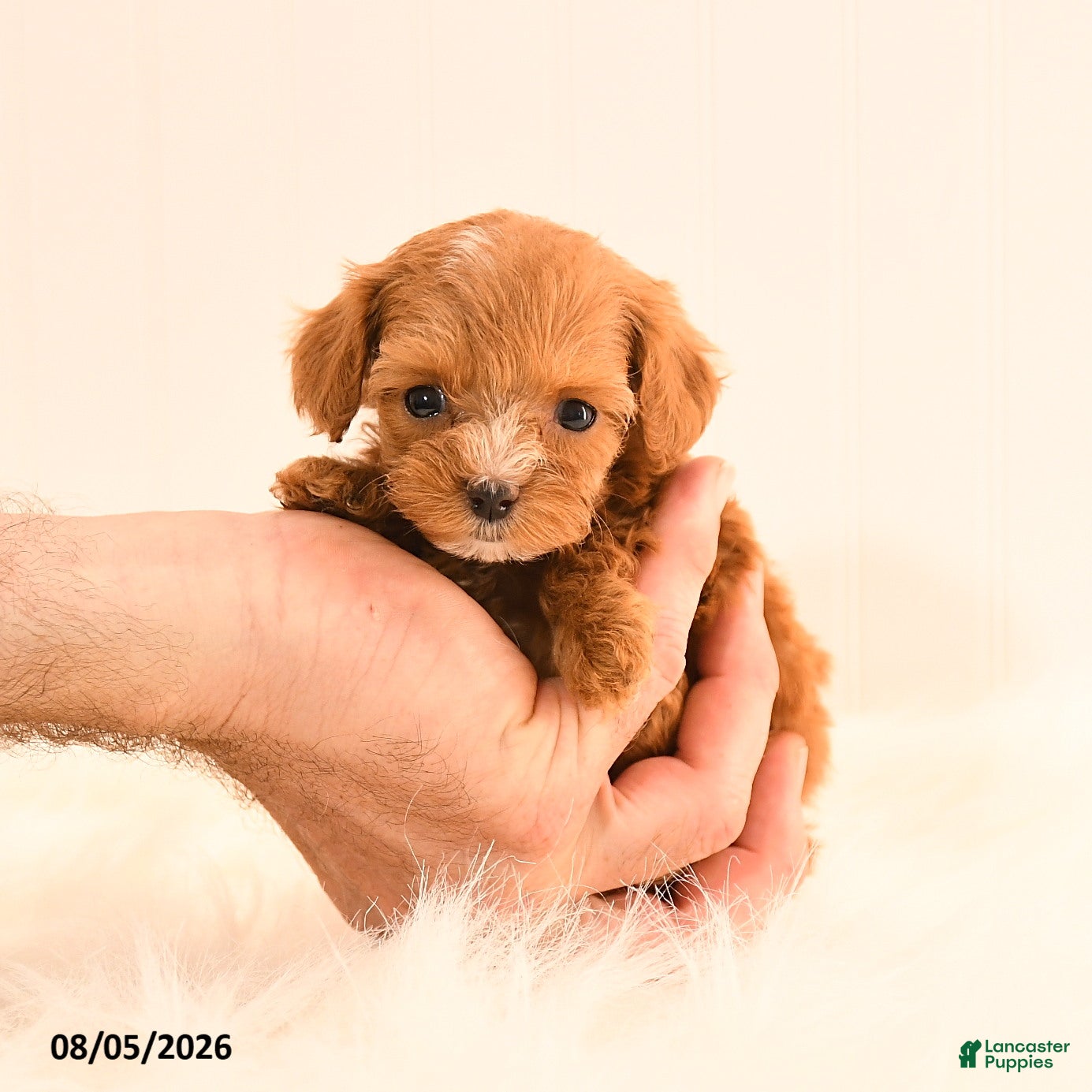 Cavapoo dogs Imarra - Ad 1