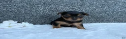 Yorkshire Terrier dogs for sale: Mia - Ad 3
