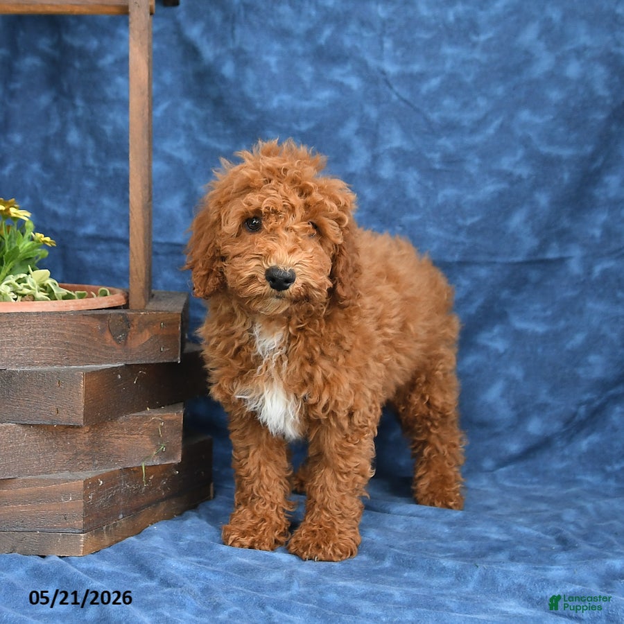 Mini Goldendoodle dogs Captain - Ad 2