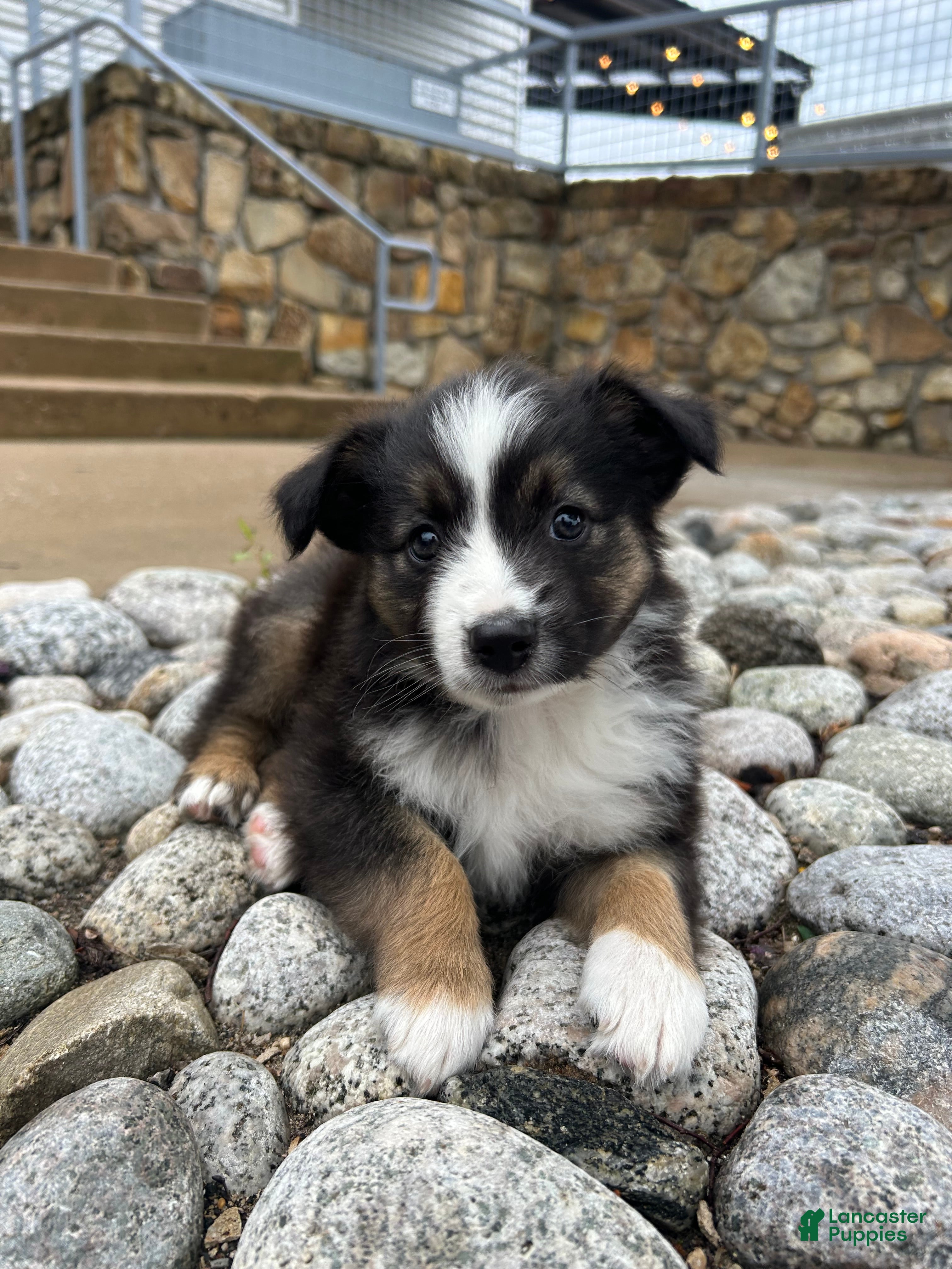 Miniature Australian Shepherd dogs Sunny - Ad 10