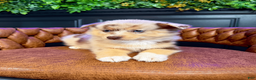 Pomsky dogs for sale: Leo - Ad 4