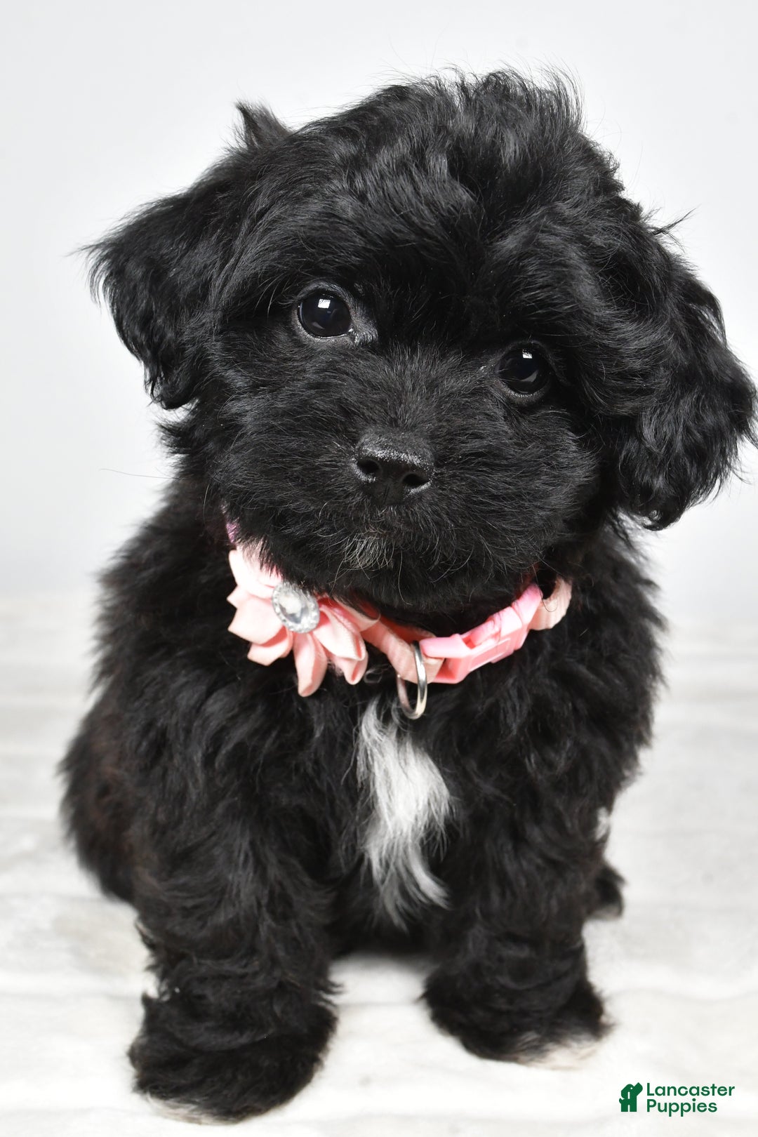 Shihpoo dogs for sale: Indie - Ad 11