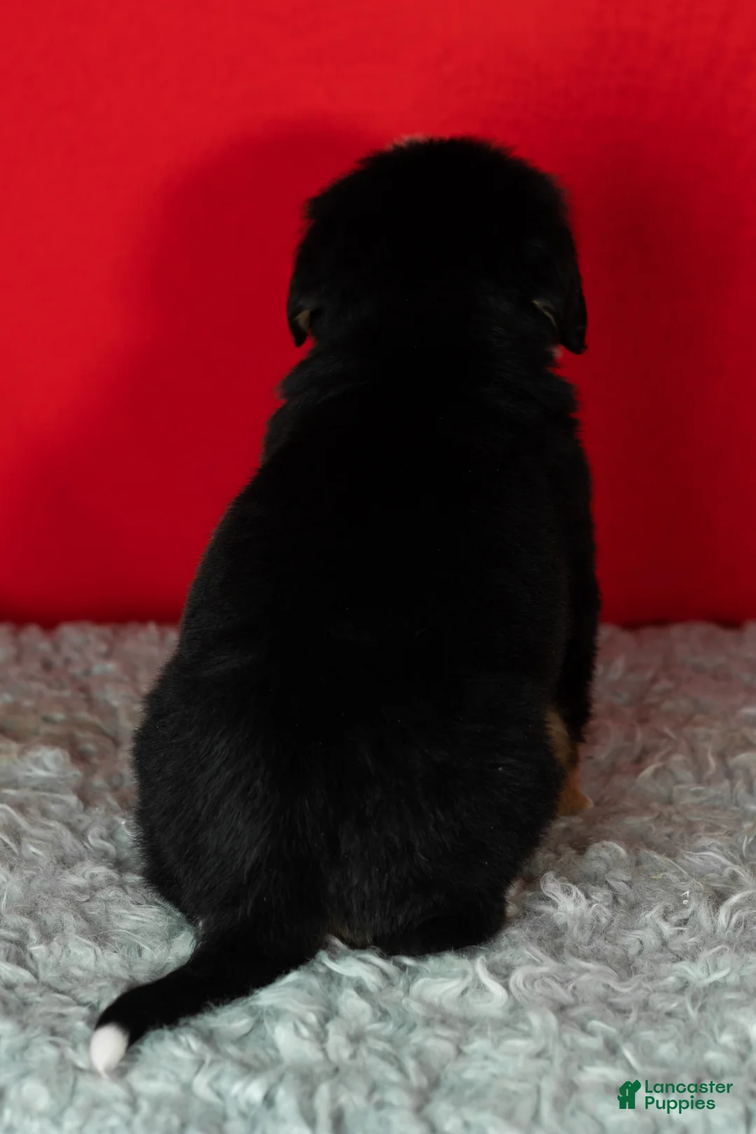 Bernese Mountain Dog dogs for sale: Hunter - Ad 4